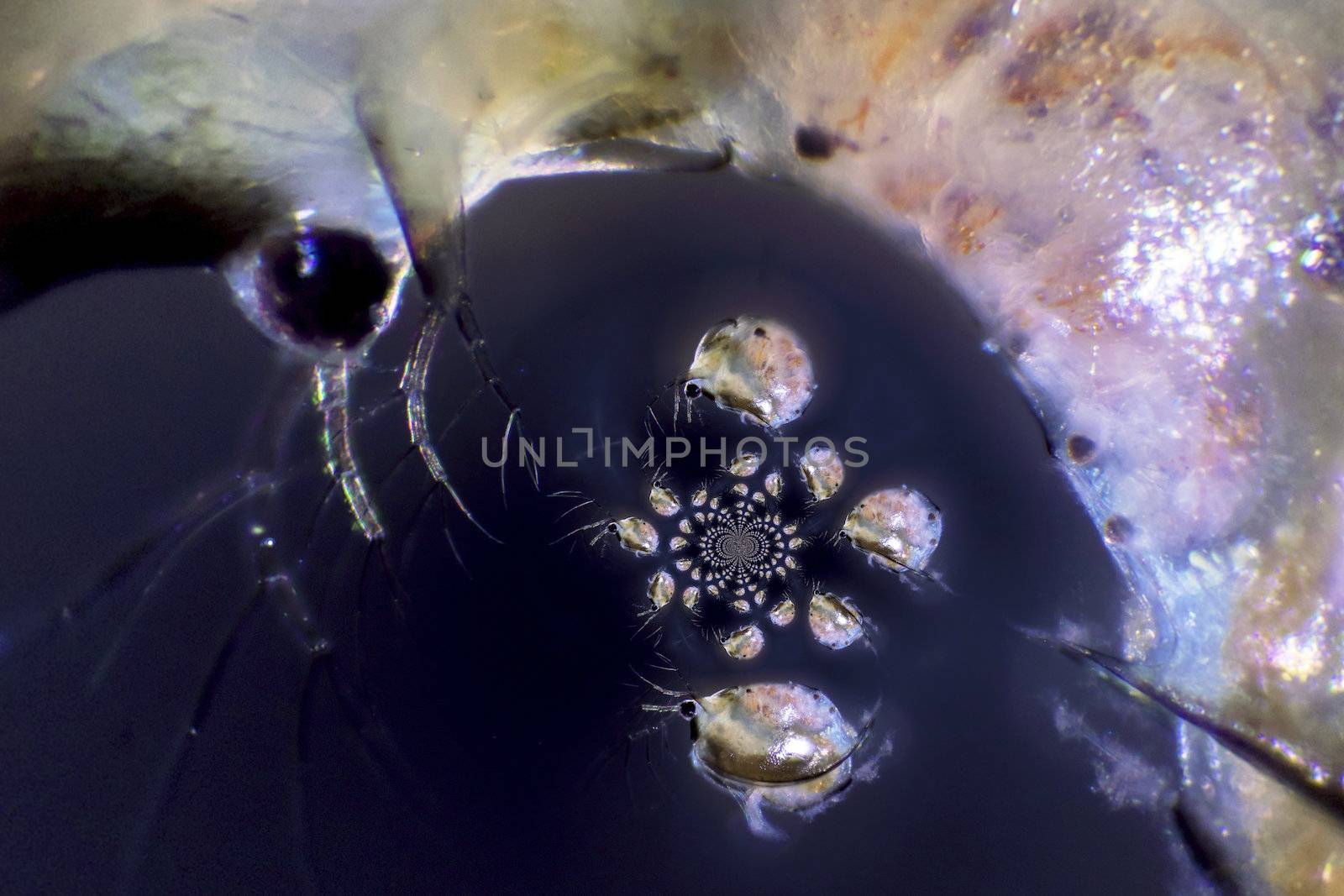 Microscope Photography of a Daphnia
