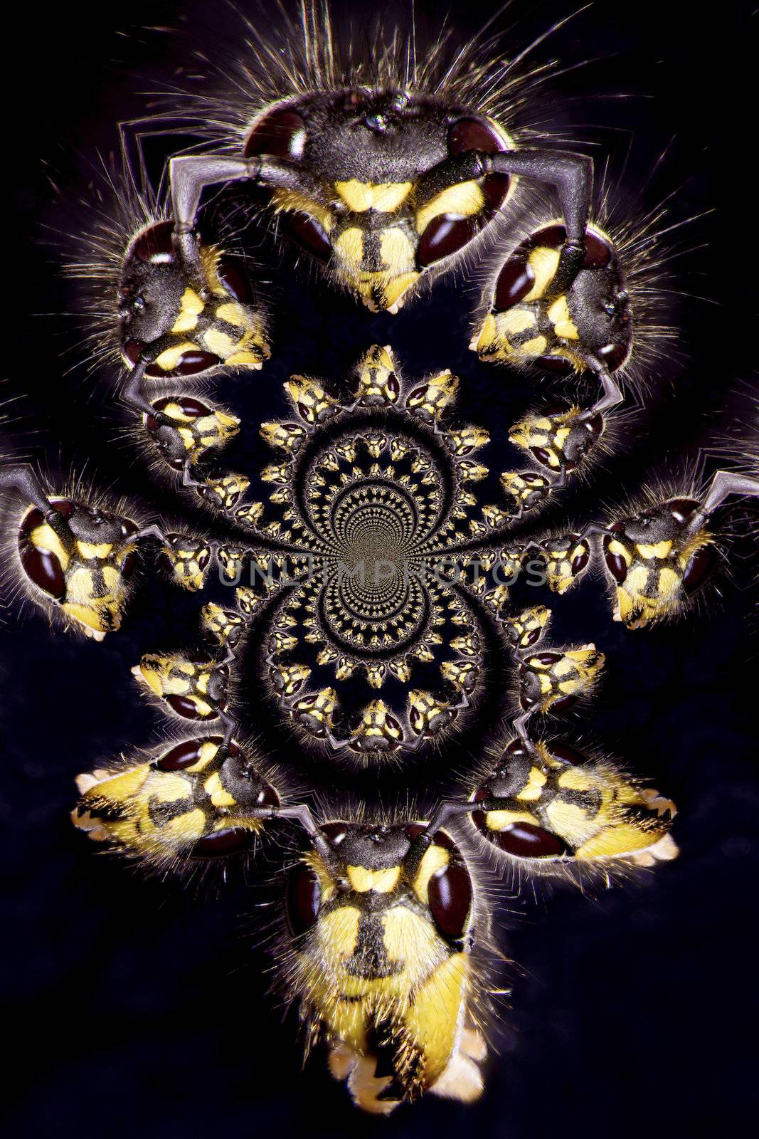 Kaleidoscopic Composition, Micro photo of a wasp