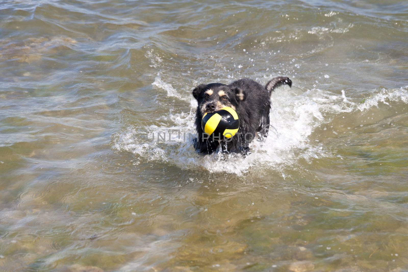 Bathing Dog in the Baltic Sea
