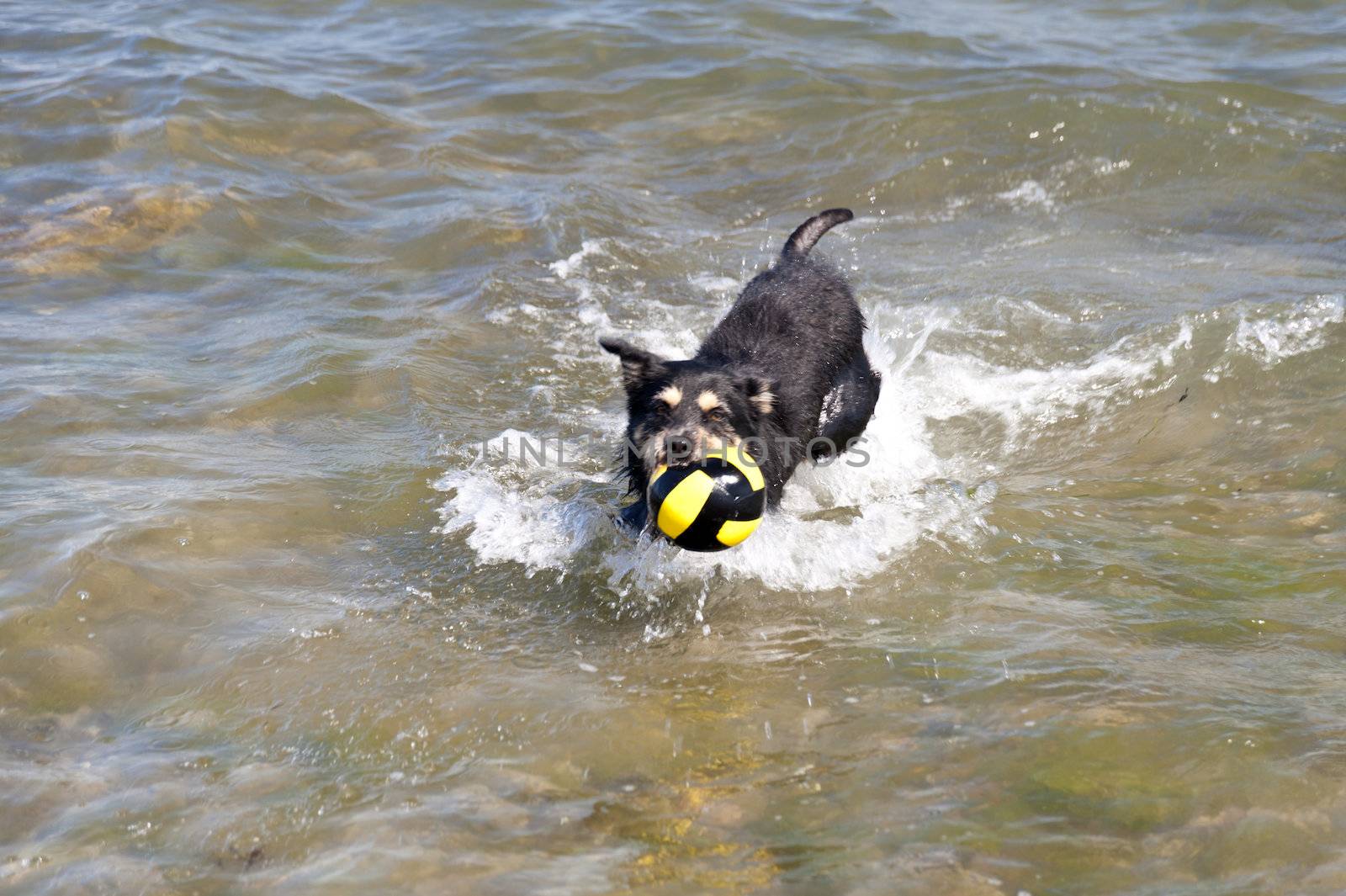 Bathing Dog in the Baltic Sea