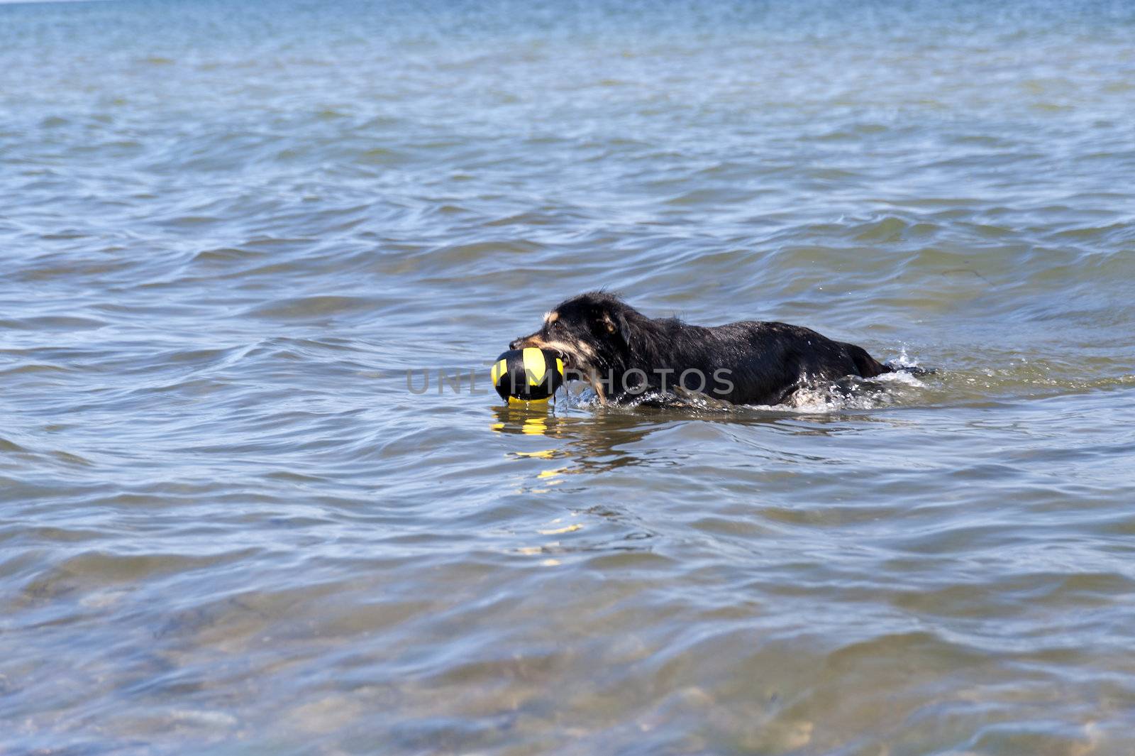 Bathing Dog in the Baltic Sea