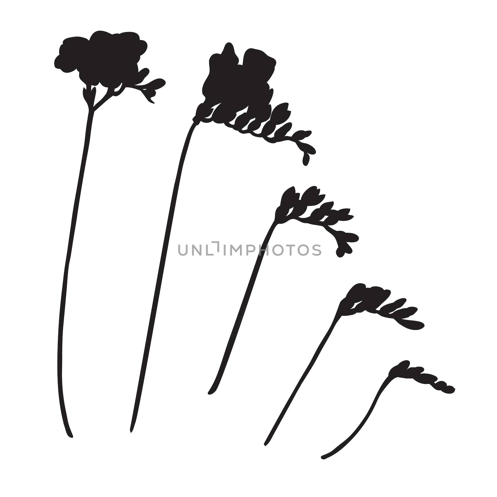 Collection of five freesia silhouettes isolated on white