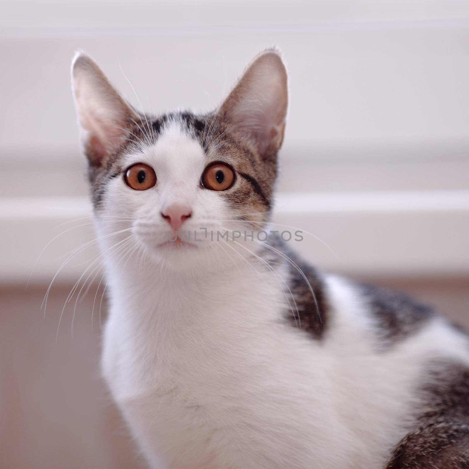 Portrait of a cat. Not purebred kitten. Small predator. Small cat.