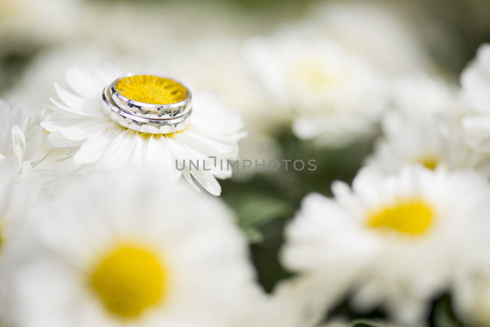 Silver wedding rings on white flowers field