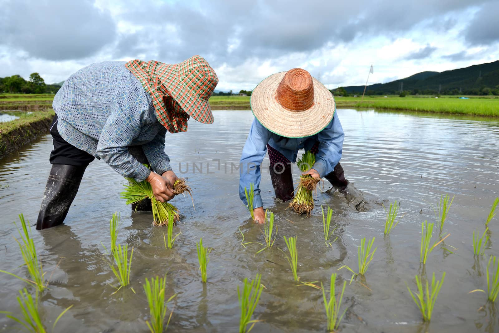 thailand farmer work in a rice plantation