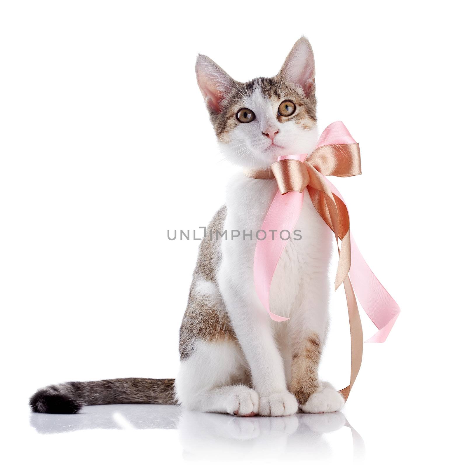 Kitten with a bow. The kitten with a tape. Multi-colored small kitten. Kitten on a white background. Small predator. Small cat.