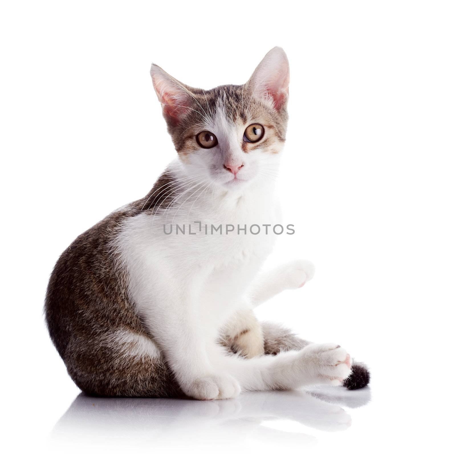 Multi-colored small kitten. Kitten on a white background. Small predator. Small cat.