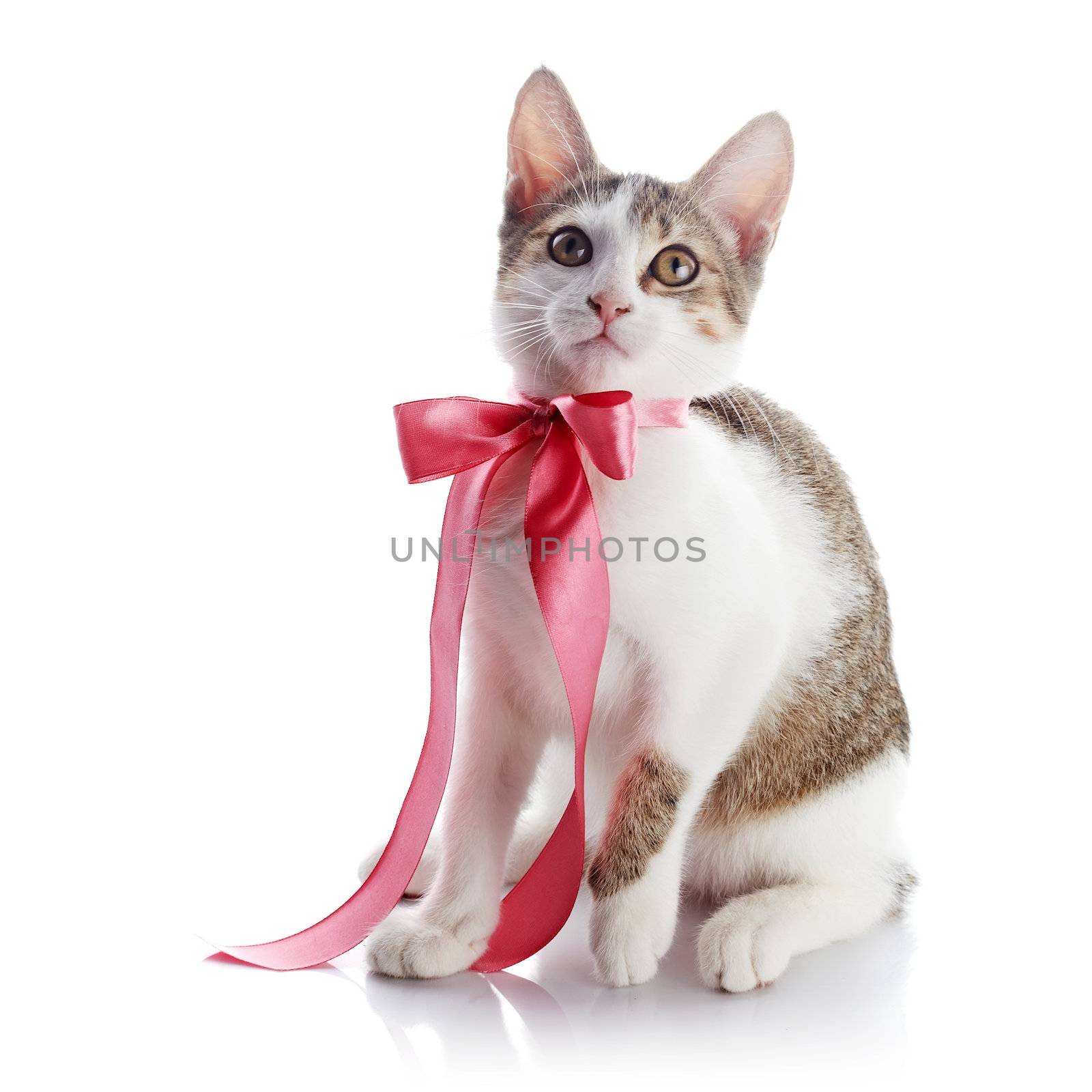 Kitten with a pink bow. by Azaliya