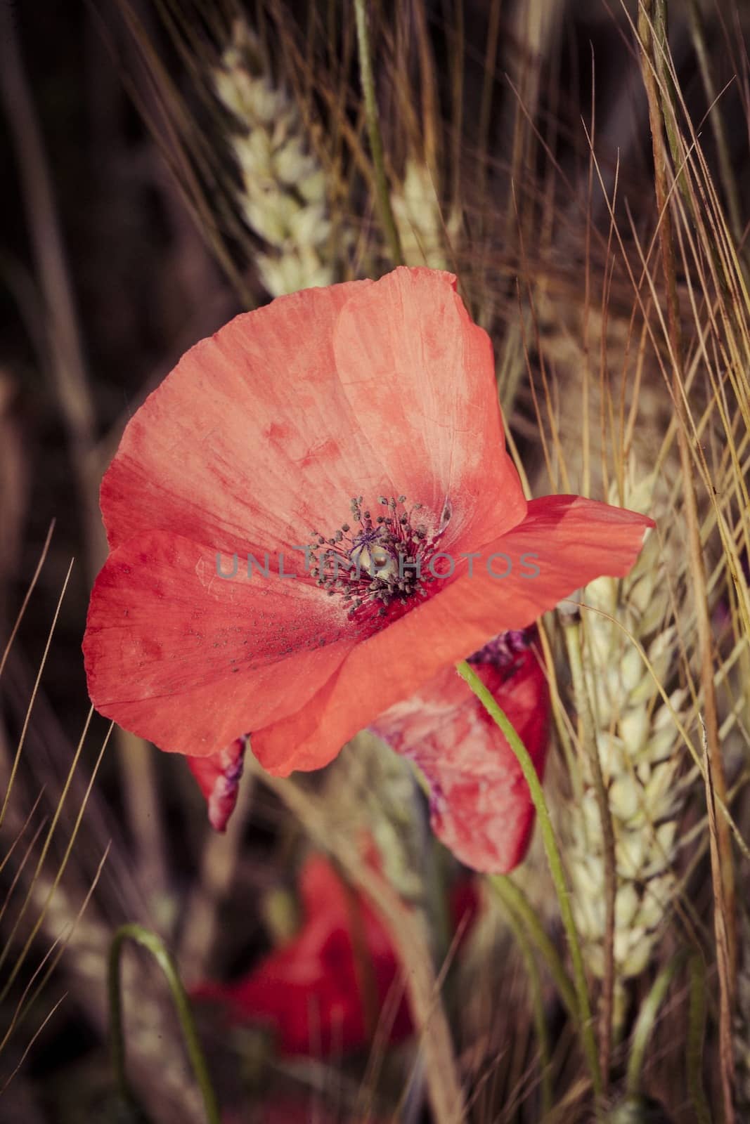 Picture of poppy in a field in daylight