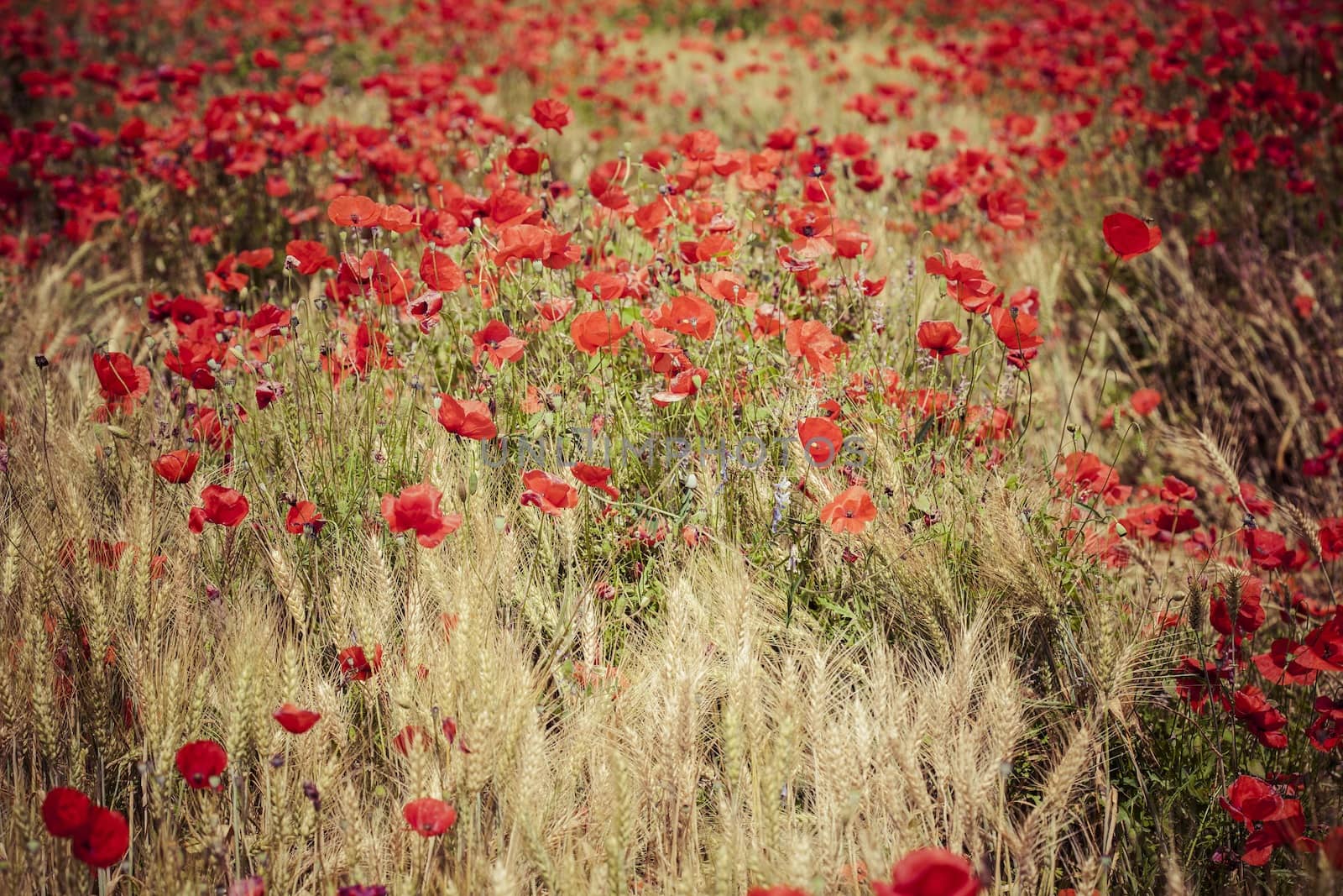 Picture of poppy in a field in daylight