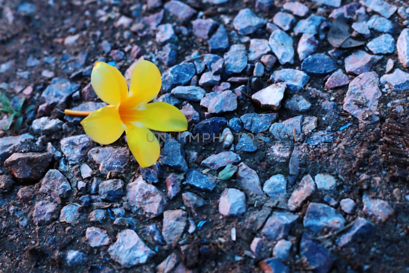 I saw a flower falling on the ground.It's looks feel lonesome. 