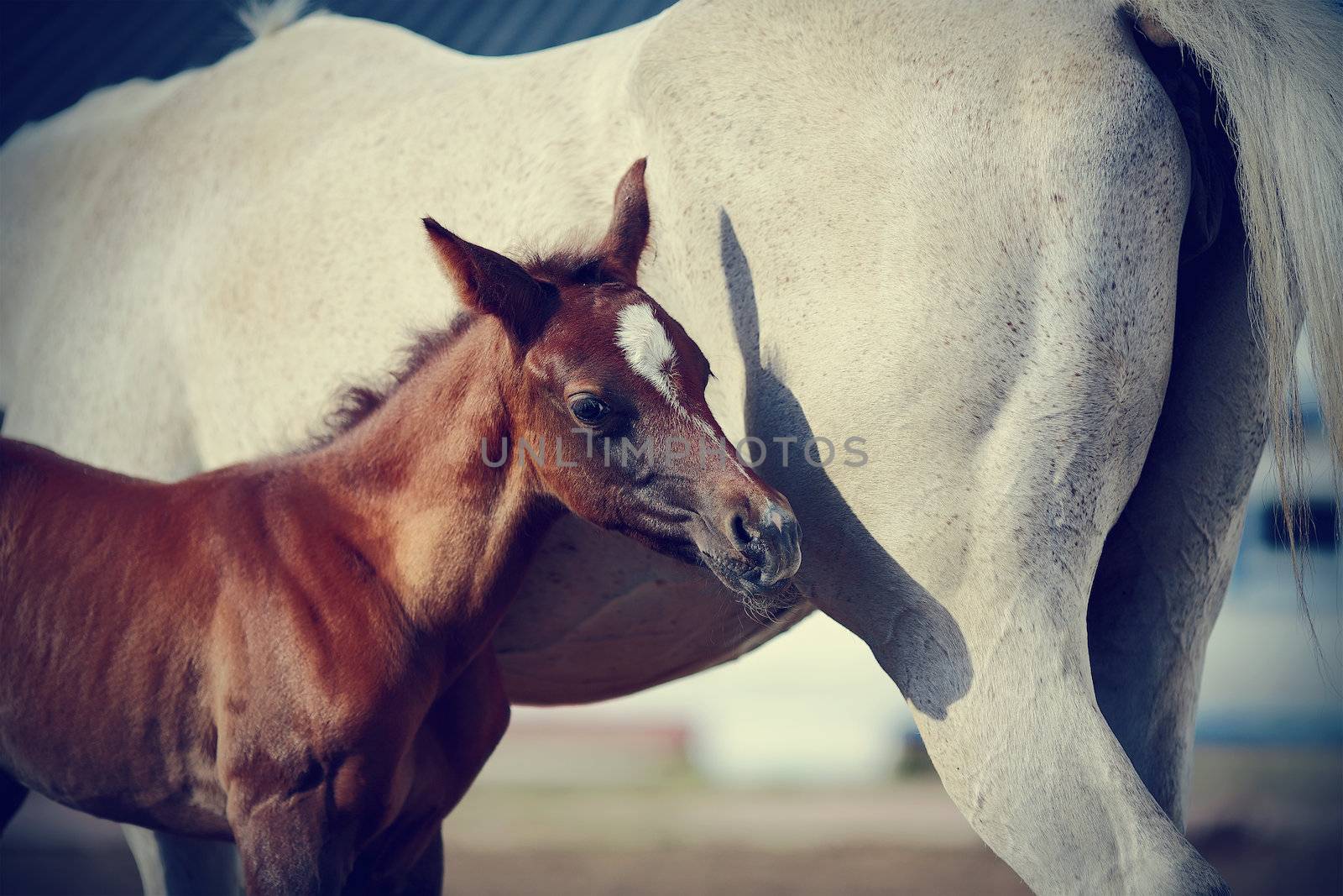 Foal with a mare. Portrait of a brown foal. Muzzle of a foal. Brown foal. Small horse. Foal with an asterisk on a forehead.