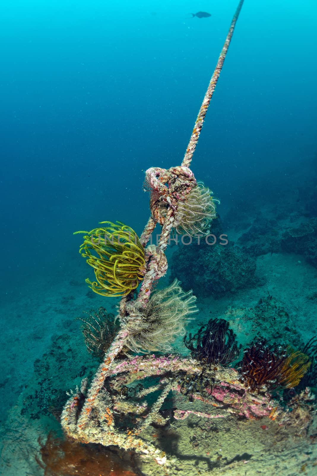 Feather Star (Sp. Unknown) on rope. Mabul, Sipadan, Borneo, Mala by think4photop
