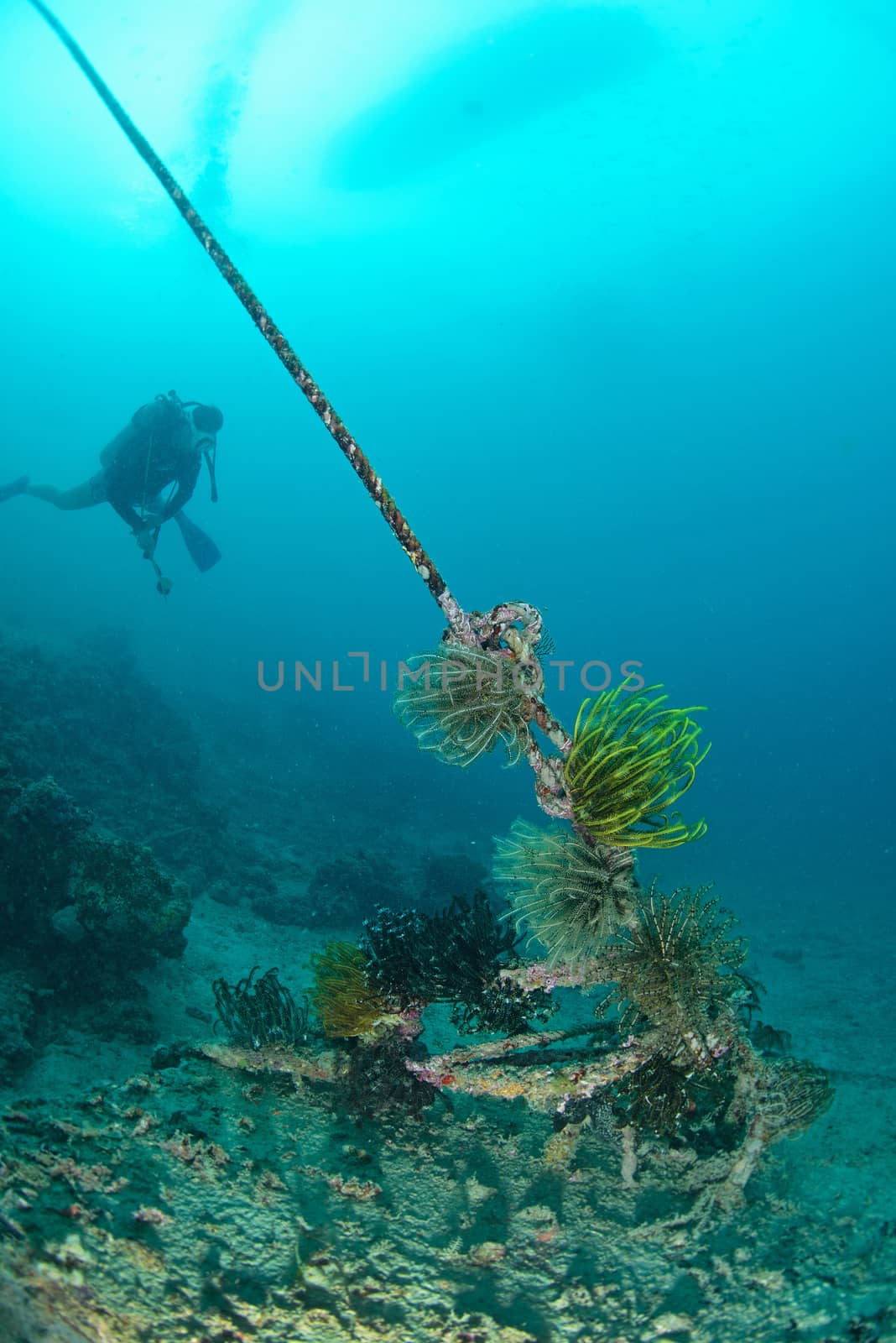Feather Star (Sp. Unknown) on rope. Mabul, Sipadan, Borneo, Mala by think4photop
