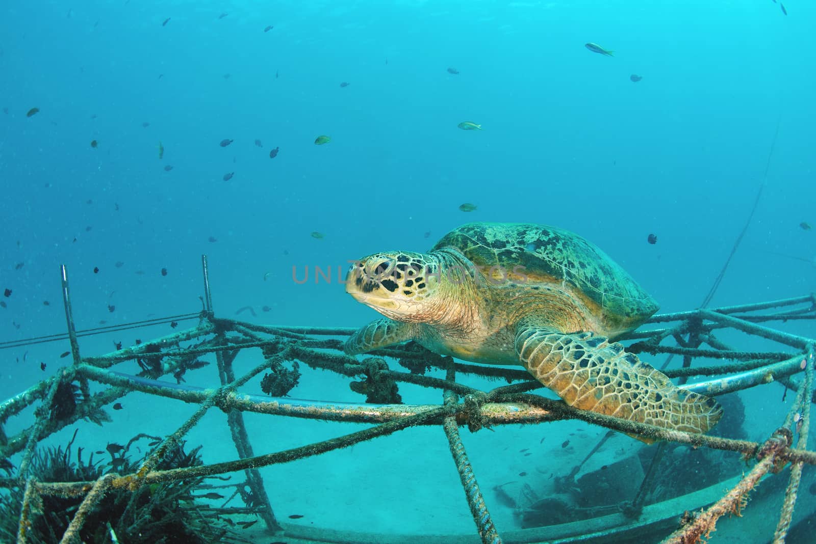 Sea Turtle on coral reef underwater with blue ocean, Sipadan, Malaysia