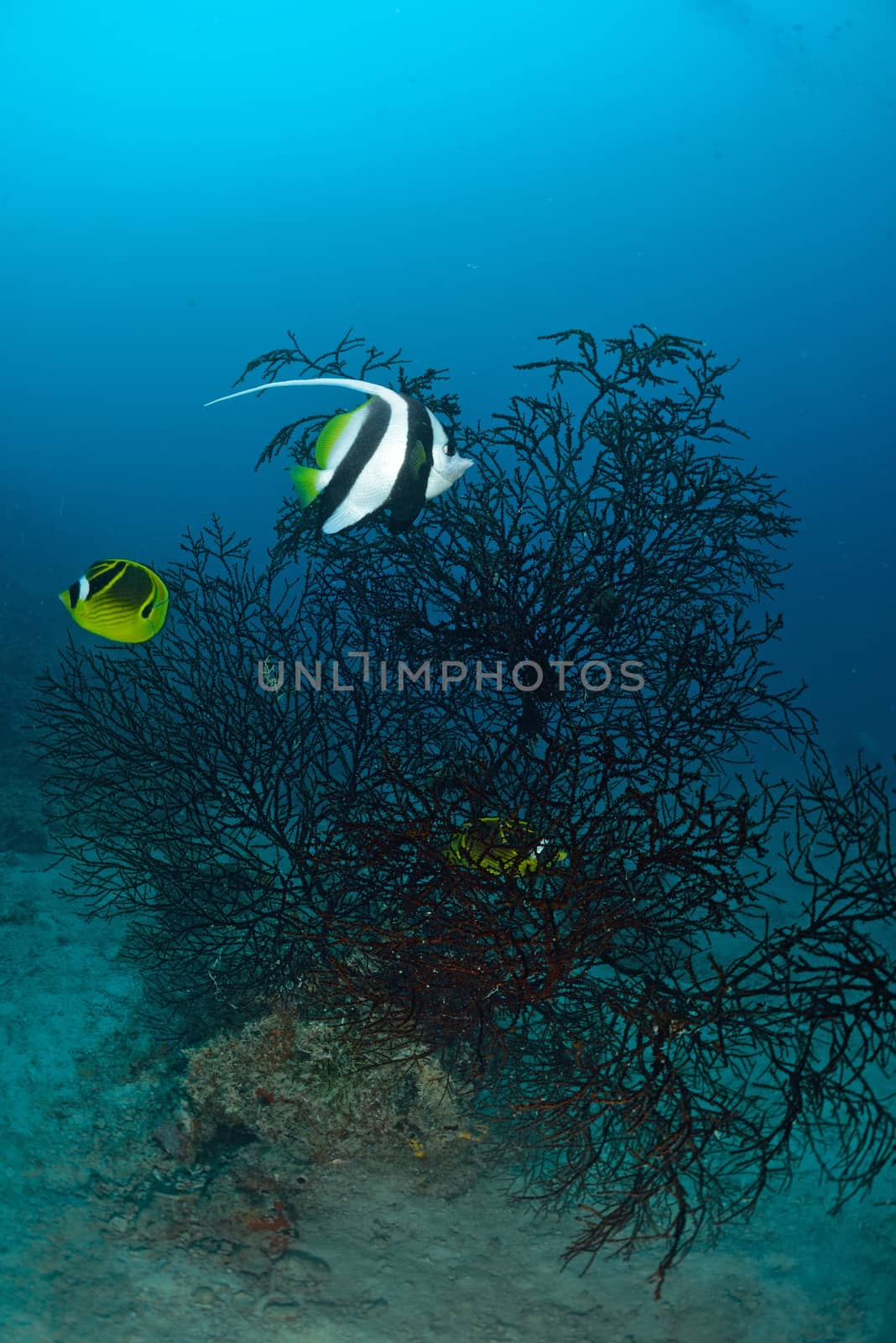 Longfin bannerfish in the tropical waters of Sipadan, Malaysia by think4photop