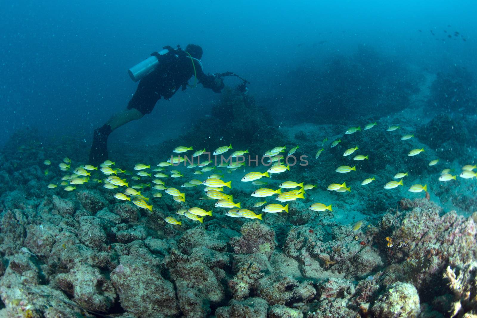 School Yellow snapper Fish and diver in Sipadan, Malaysia by think4photop