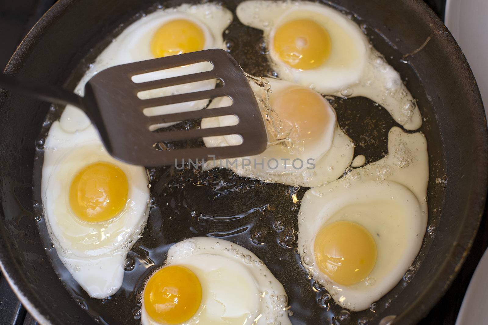 Cooking fried eggs with a close up view from above of a batch of partially cooked fried eggs sizzling in a frying pan over the heat