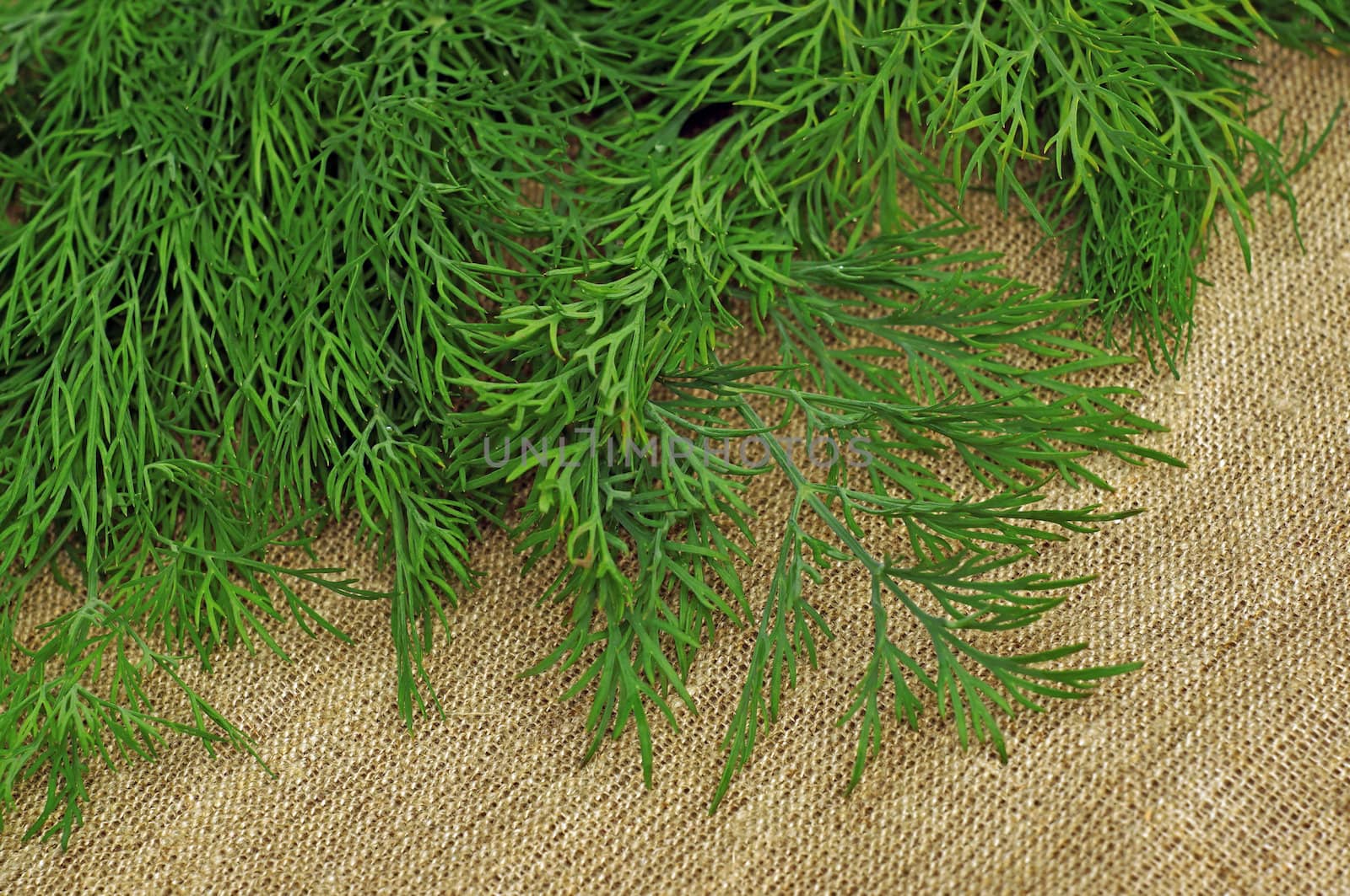 Green dill on the rough fabric as the background                               
