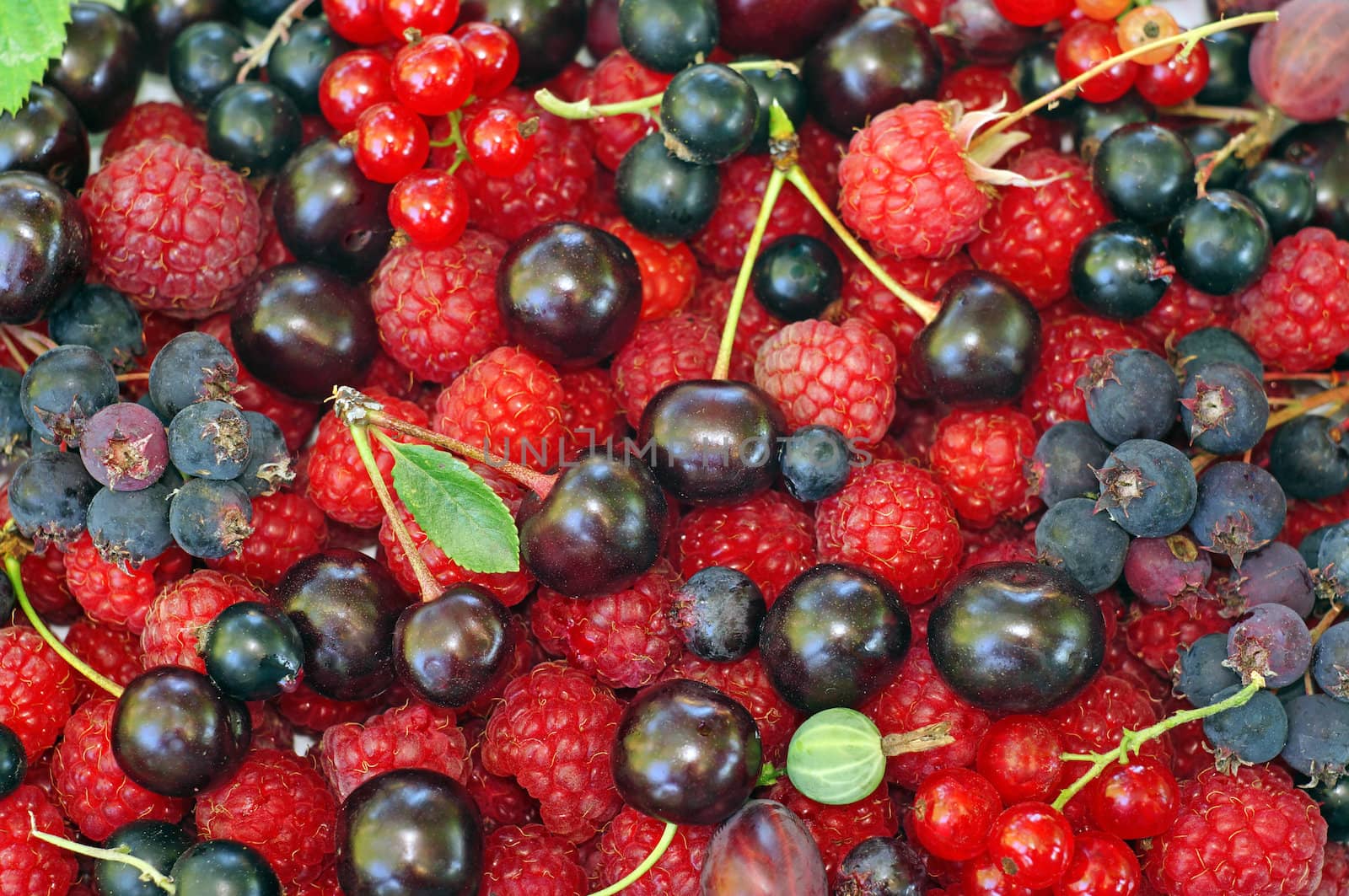 Assorted berries (raspberries, black and red currants, Saskatoon, cherry, gooseberry) as background                                  