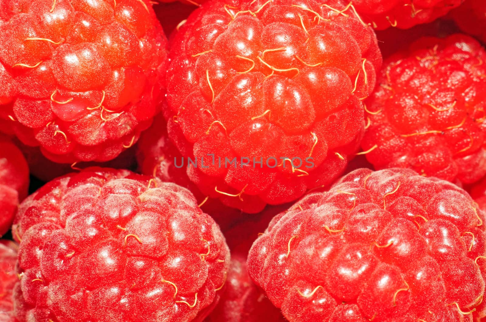 Raspberries very close up as background                               