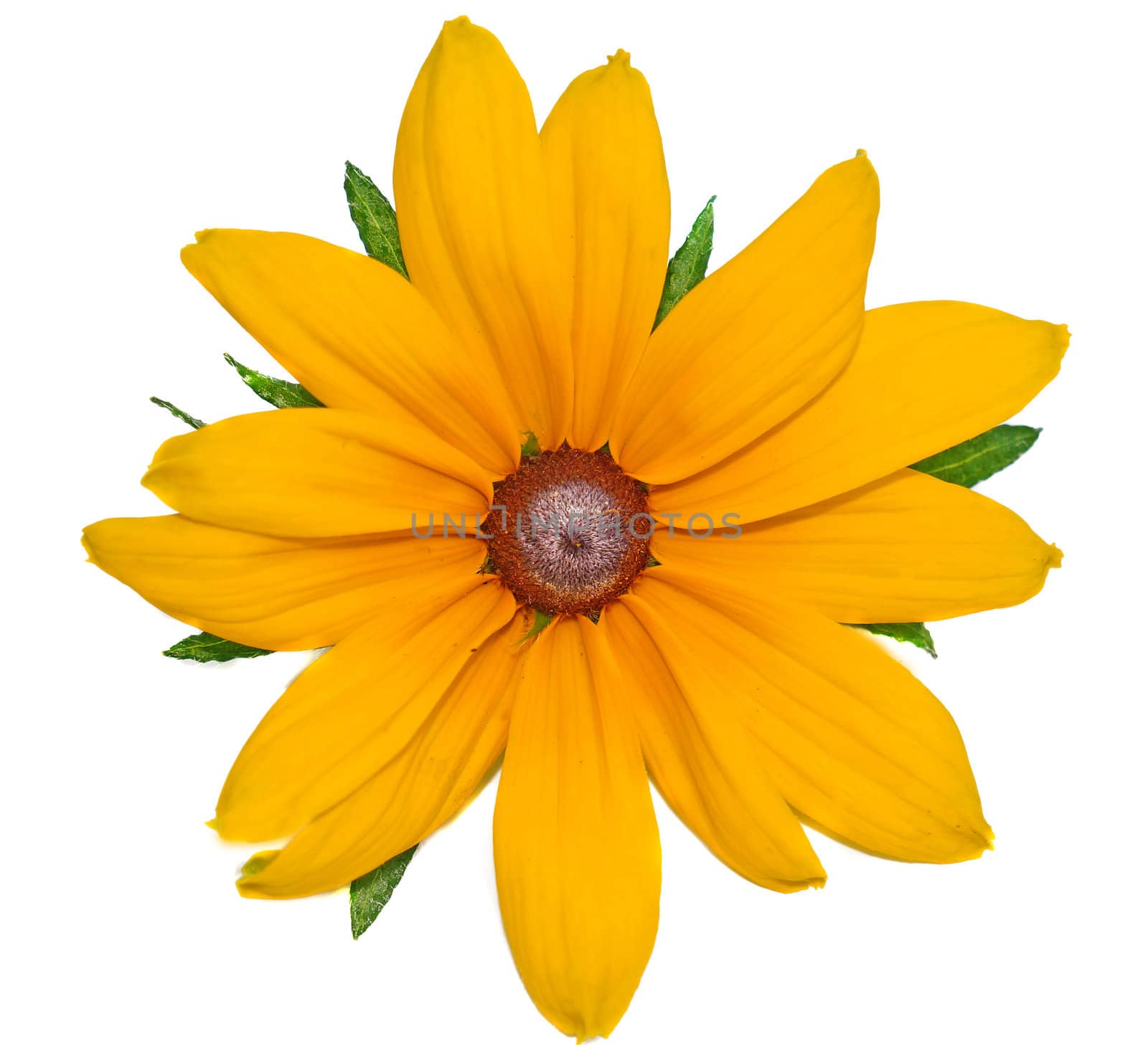  Big yellow flower Rudbeckia closeup isolated on white                                