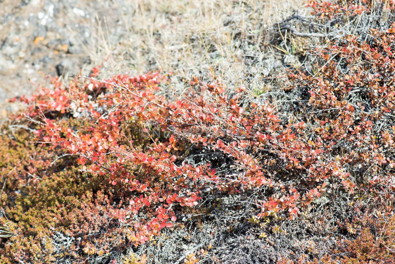 Betula nana, dwarf birch in Greenland in autumn with red leaves and other plants around