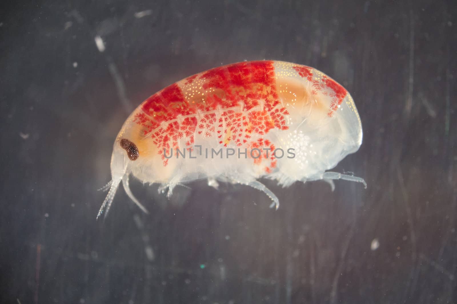 Amphipod from the waters around Disko Island in Greenland
