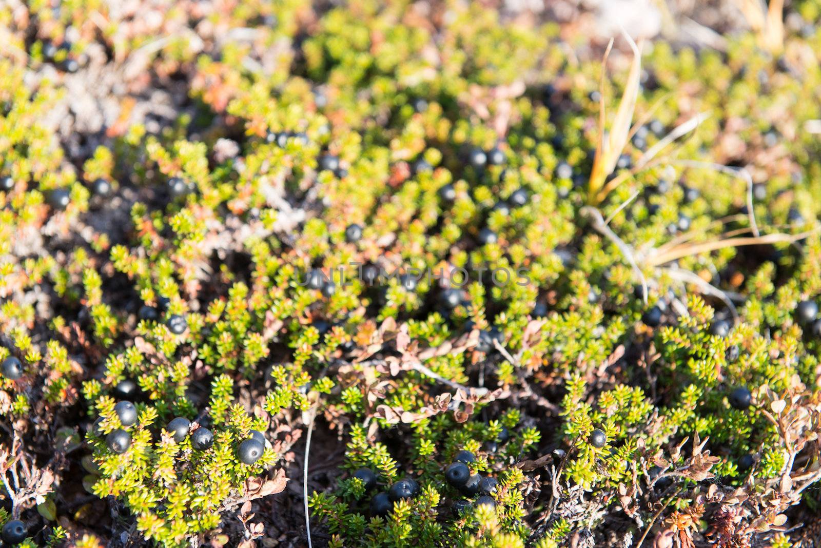 Wild black crowberries on Empetrum nigrum bush in Greenland by Arrxxx