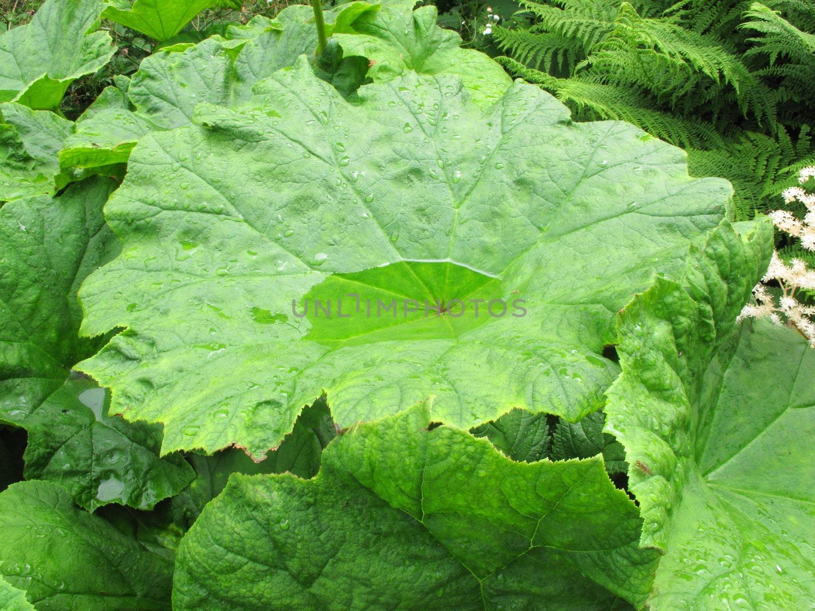 Gunnera by mitzy