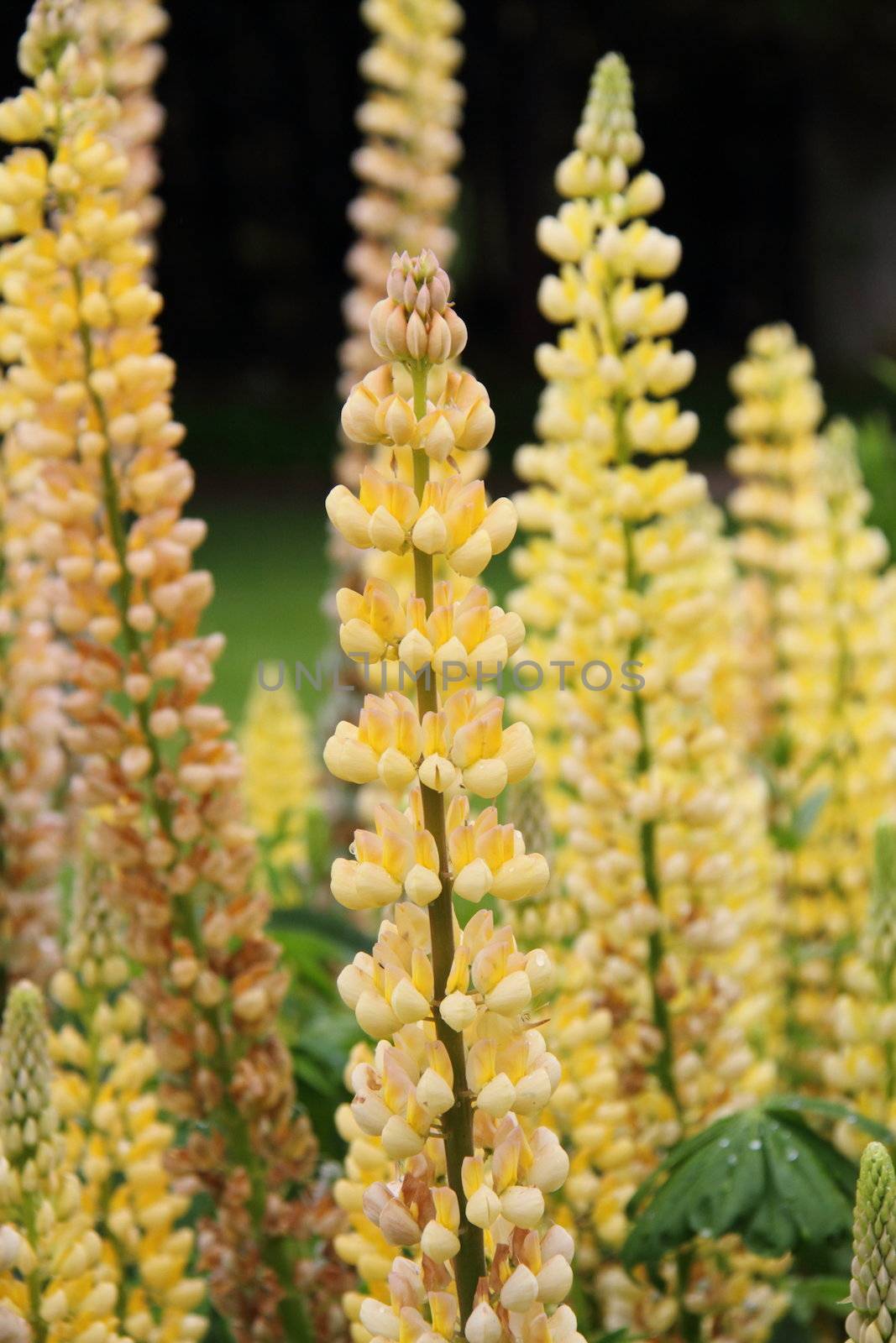 Yellow lupin by mitzy