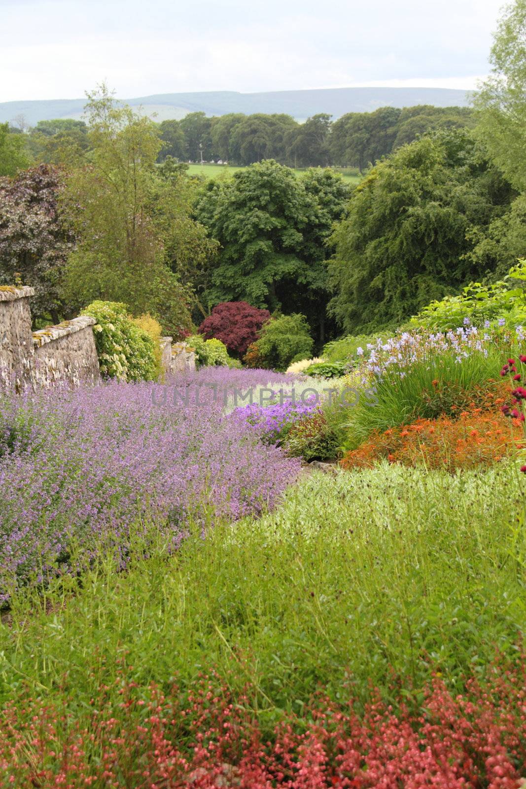 A garden flower border