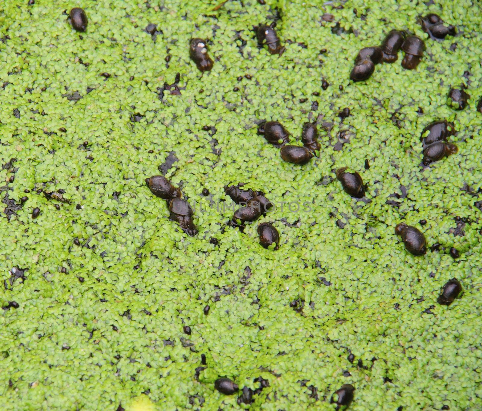 snails on duckweed