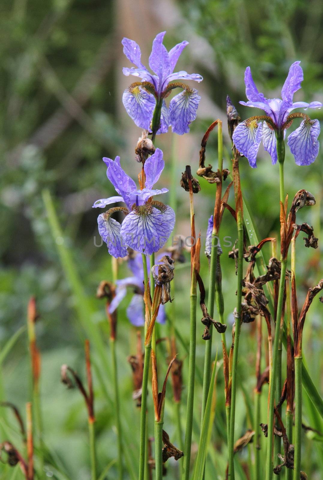 Purple Iris by mitzy