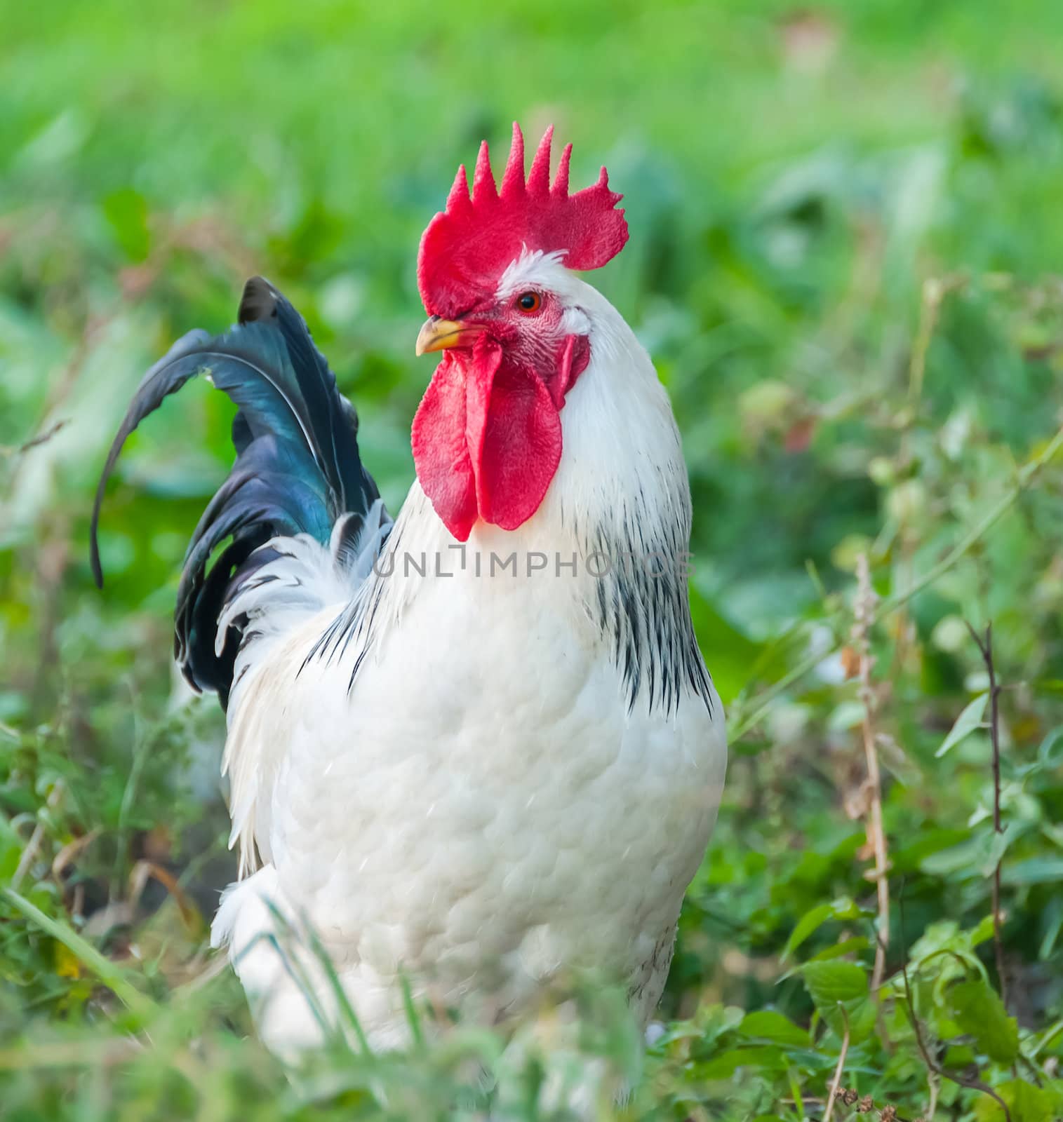 Beautiful Rooster on nature background 