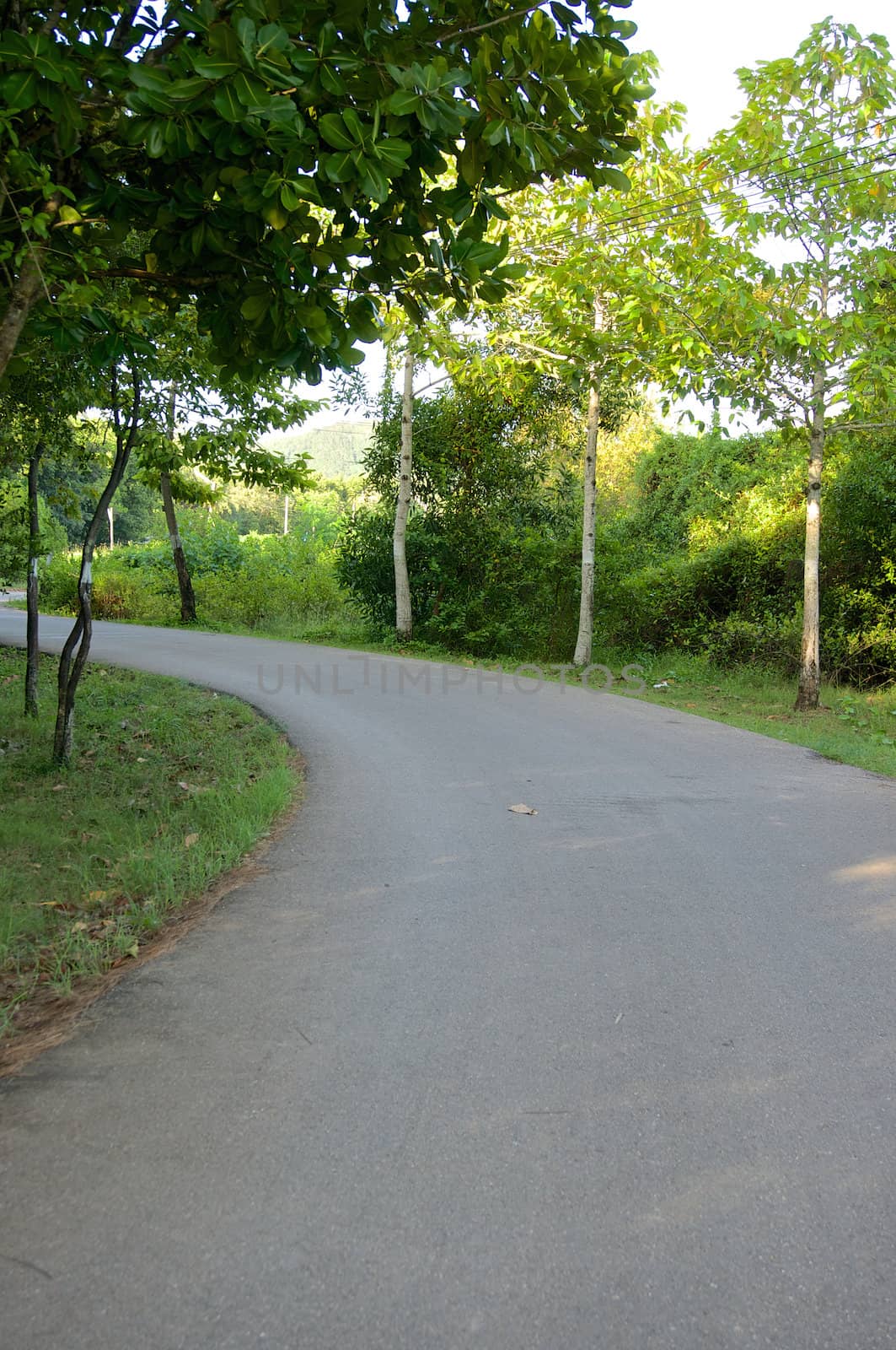 Curve of country asphalt road between green tree in forest.