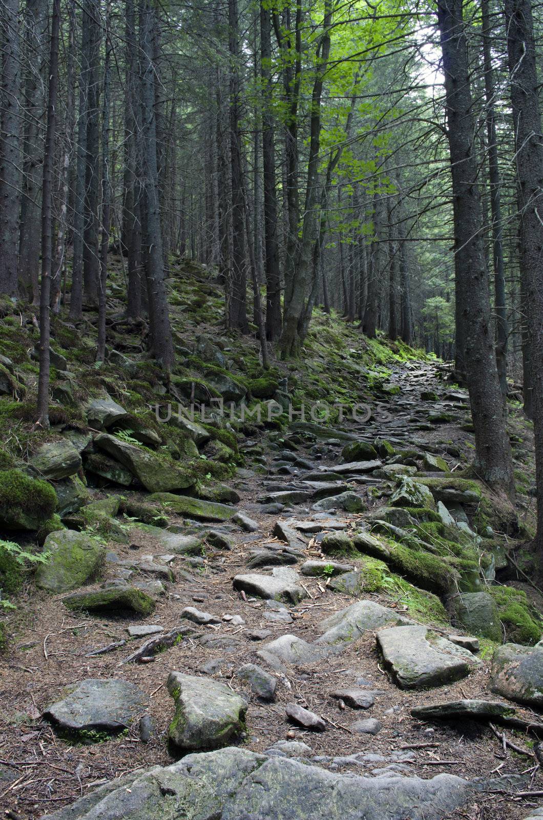 Pathway in summer green mountain forest  by dolnikow