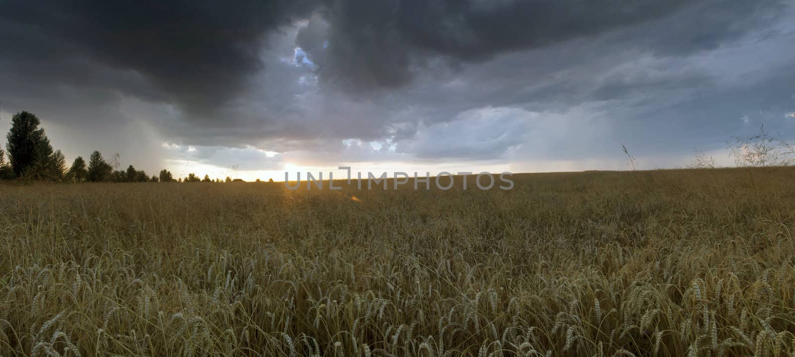 Colorful sunset over wheat field. by dolnikow