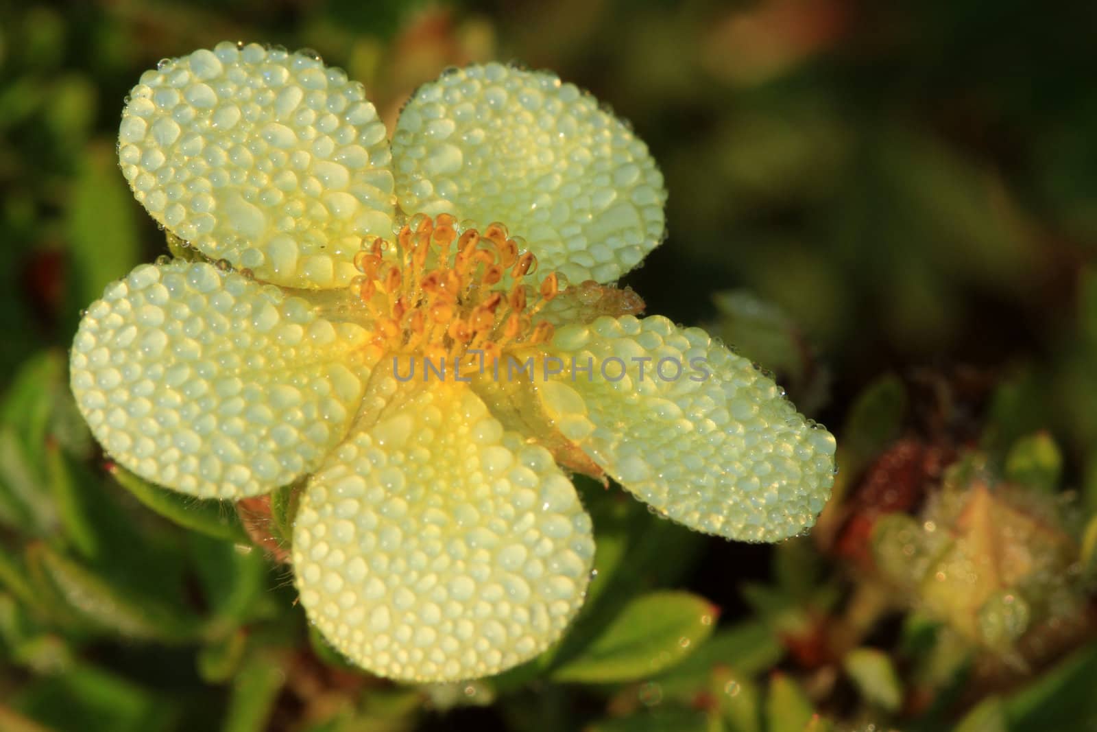 Shrubby Cinquefoil flower in early morning sun with dew