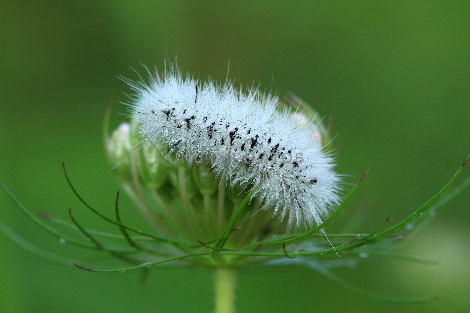 Hickory Tussock Moth caterpillar early morning with dew