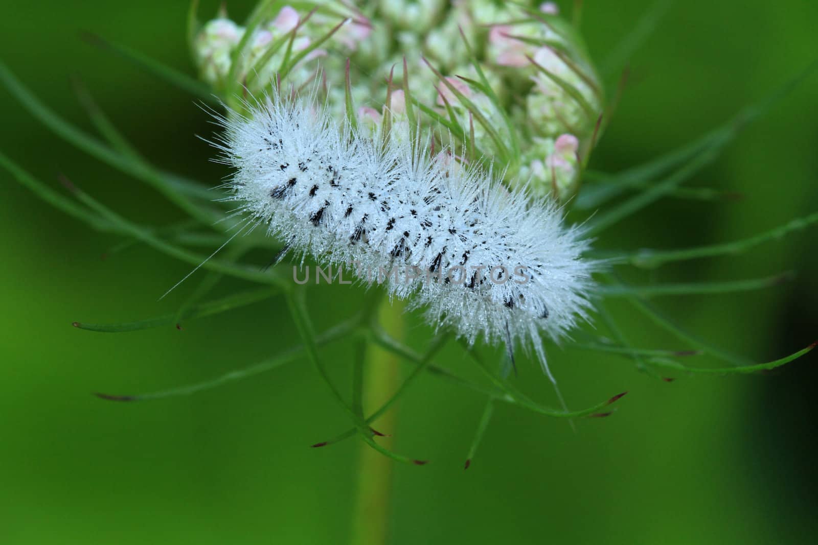 Hickory Tussock Moth caterpillar early morning with dew