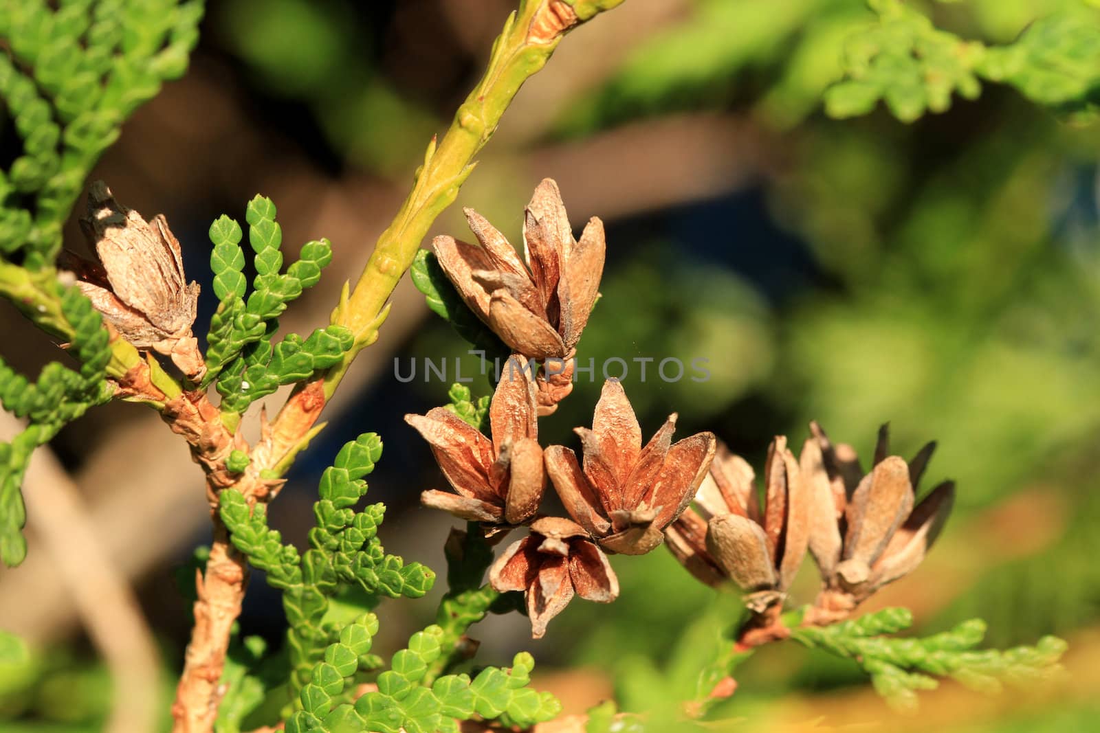 New growth evergreen leaves in early morning sun