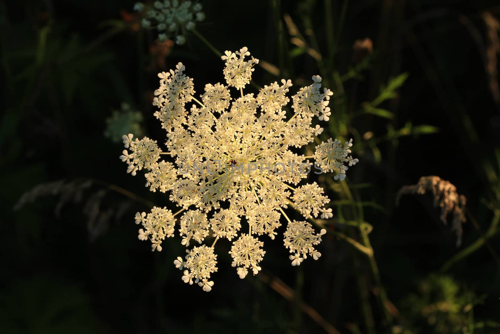 Queen Anne's Lace flower backlite by early morning sun