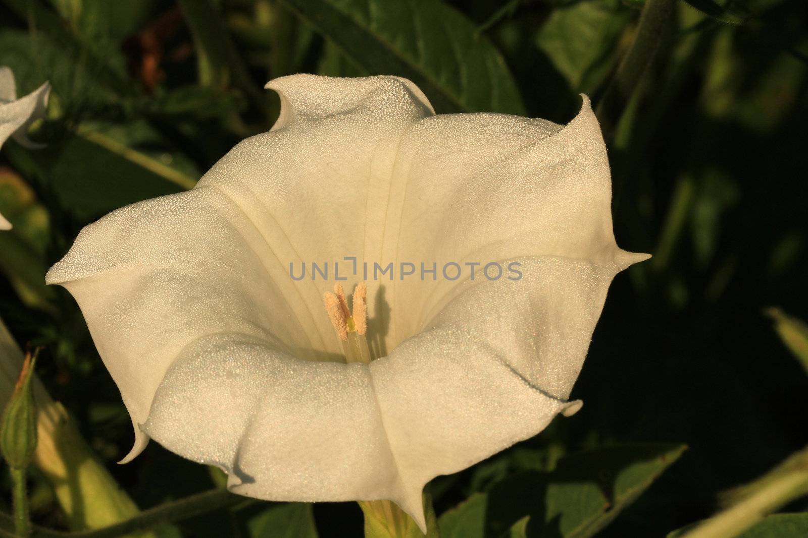 Trumpet flower covered in dew early morning sun