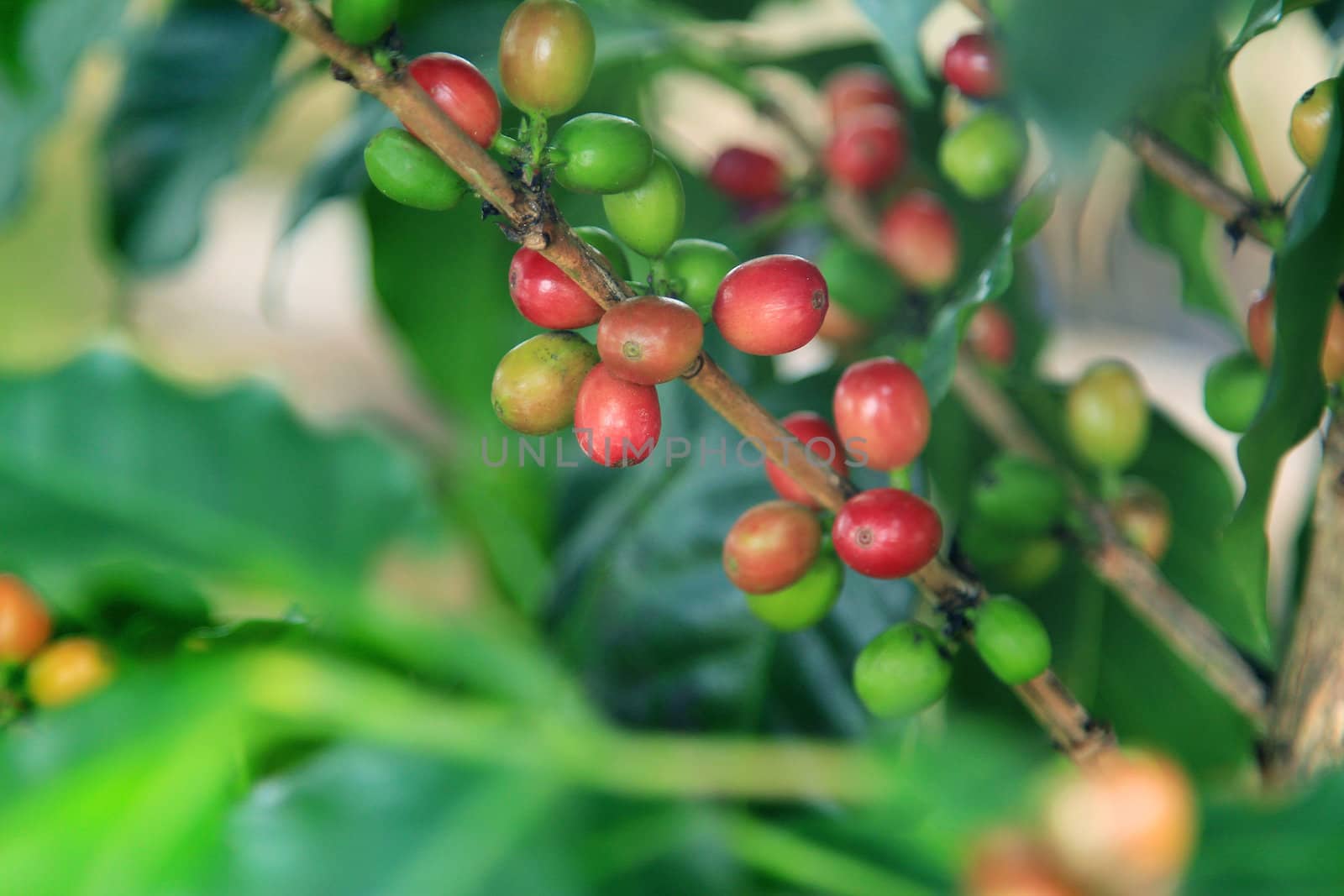 Coffee tree by foto76