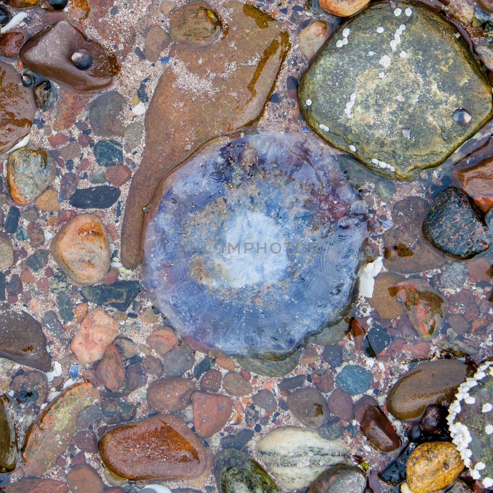 Small jellyfish on a beach in Scotland