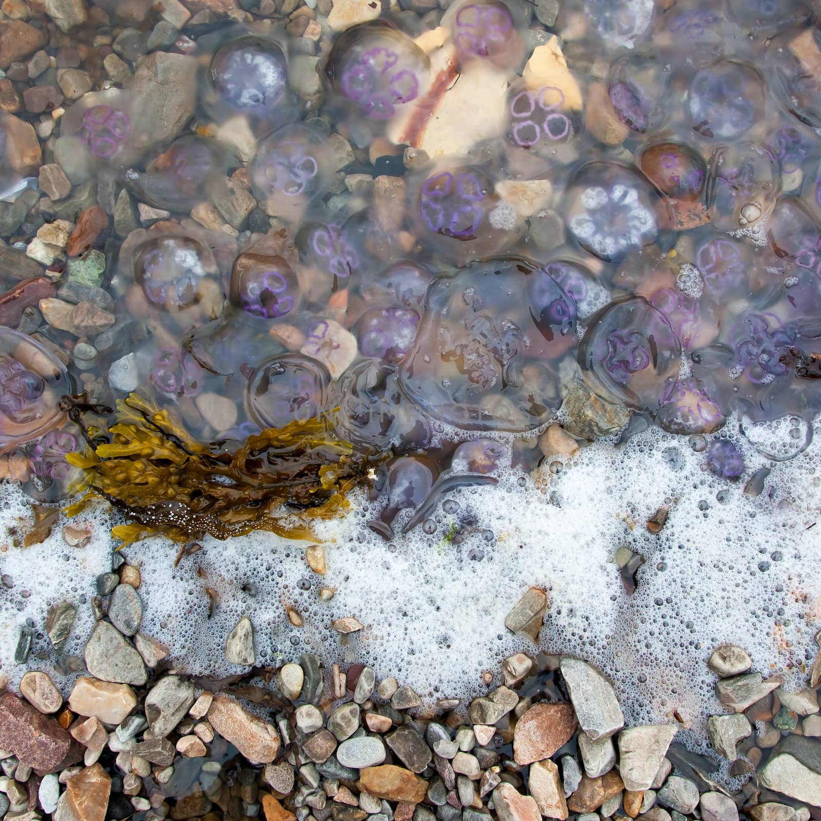 Small jellyfish washing up on a beach by michaklootwijk