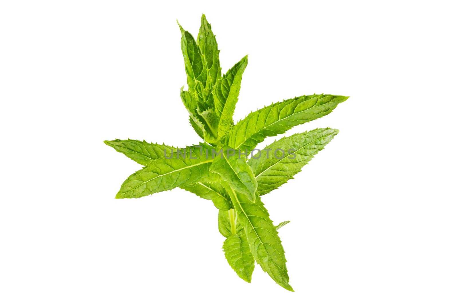 Scented leaves of mint on a white background