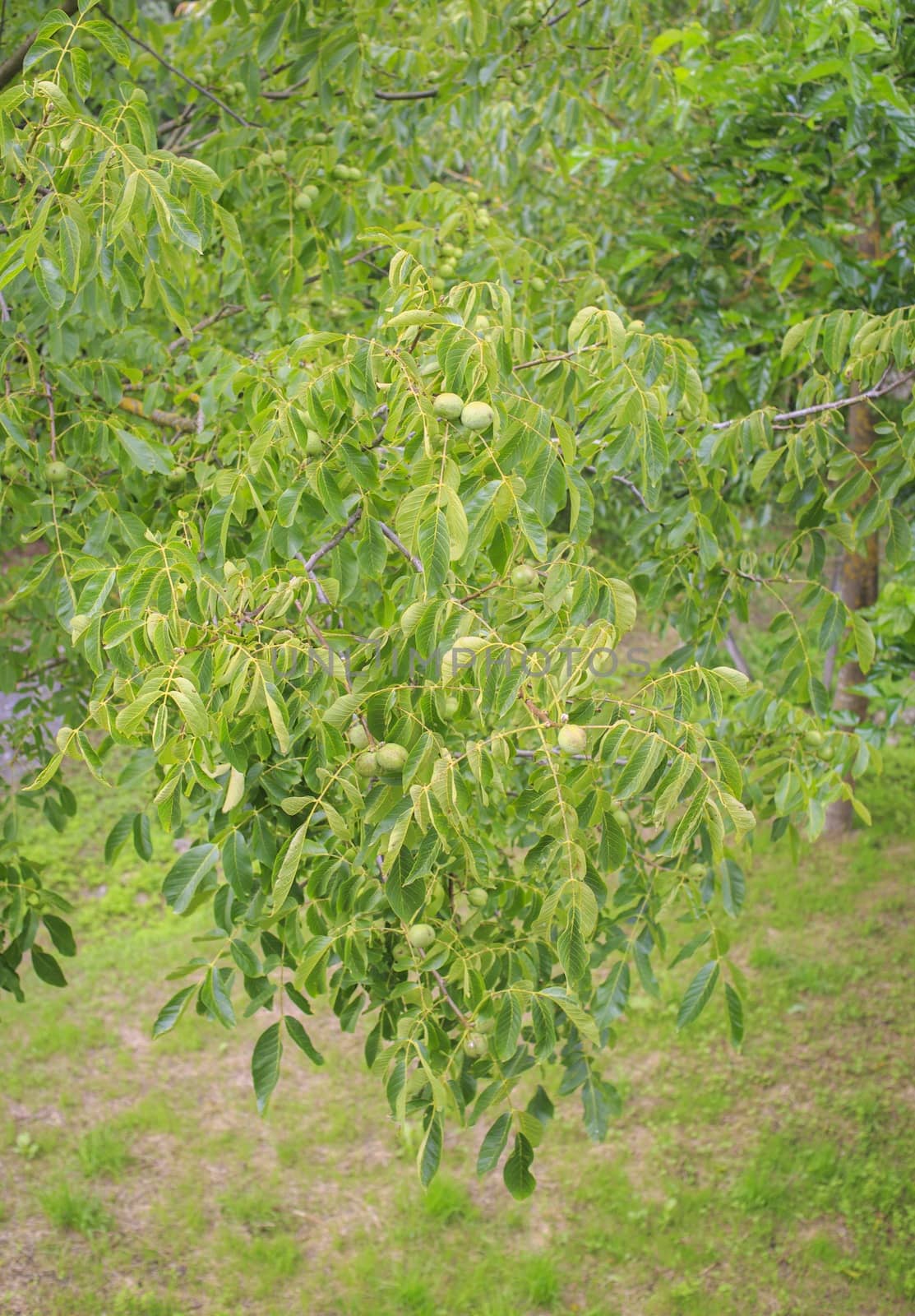 Picture of a walnut tree with green fruits in daylight