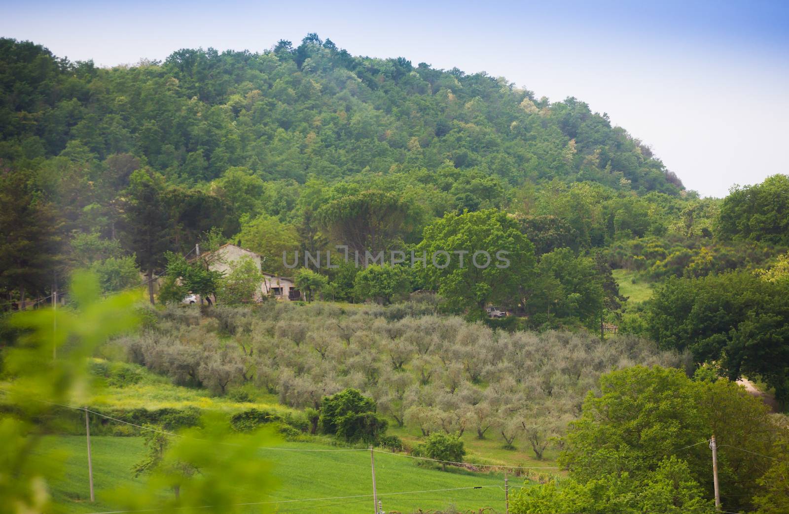 Beautiful view on mediterranean vineyard on hill